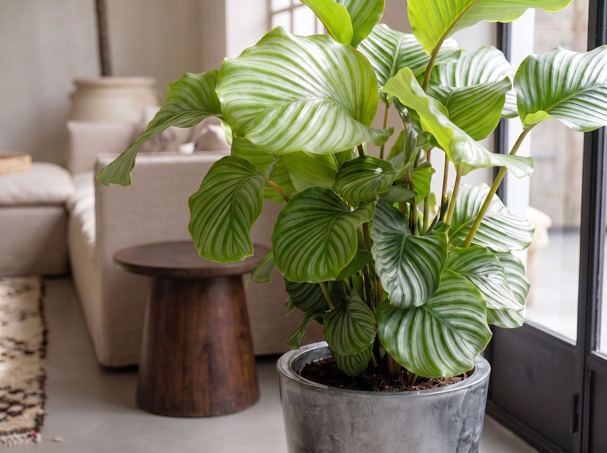 Calathea Orbifolia in Palermo Marble Grijs