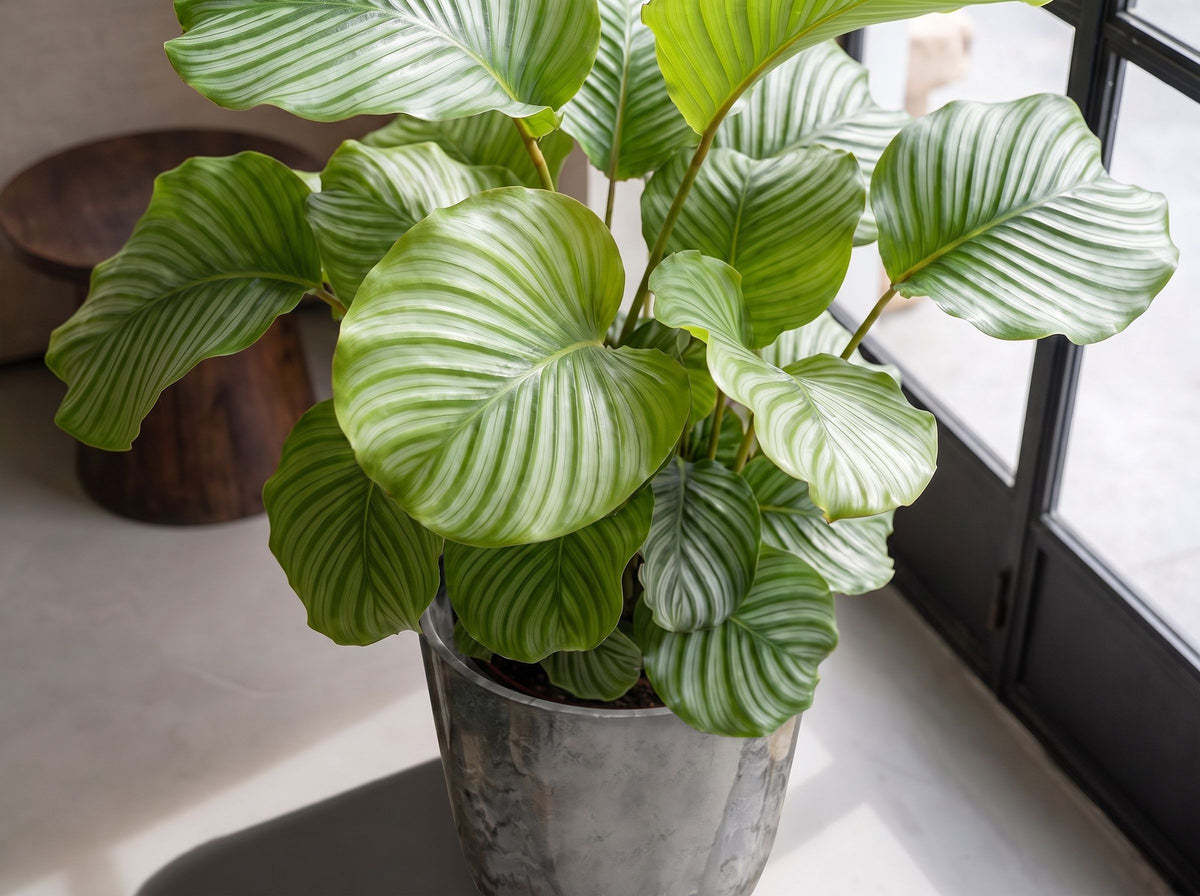 Calathea Orbifolia in Palermo Marble Grijs