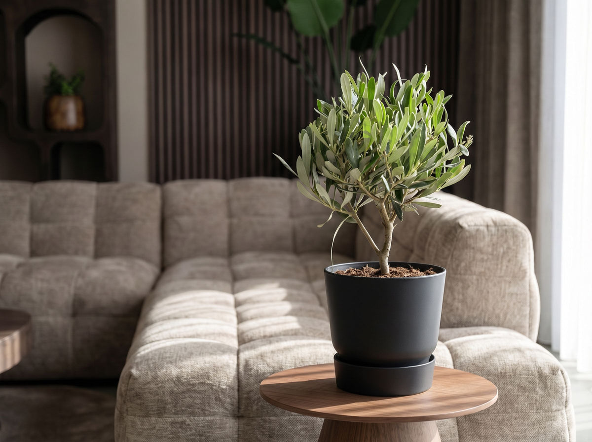 Olea baby Olijf in Nova Noir