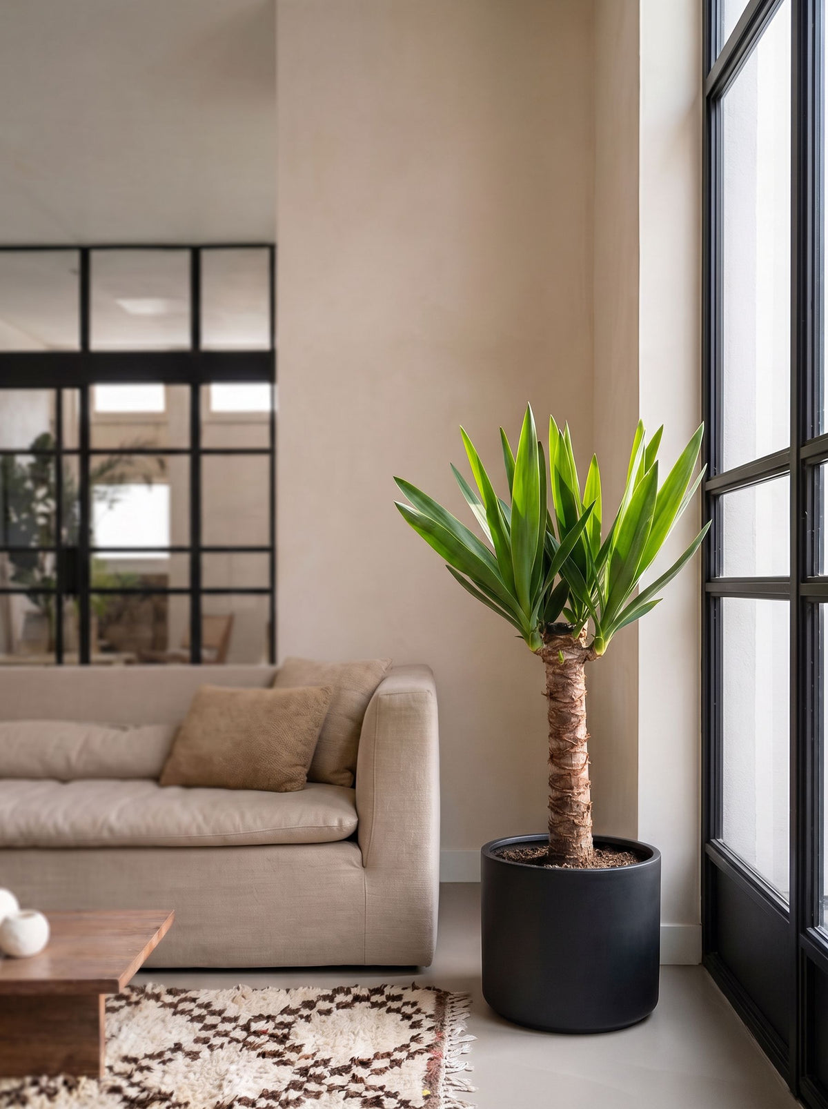 Yucca elephantipes in Celine Antraciet