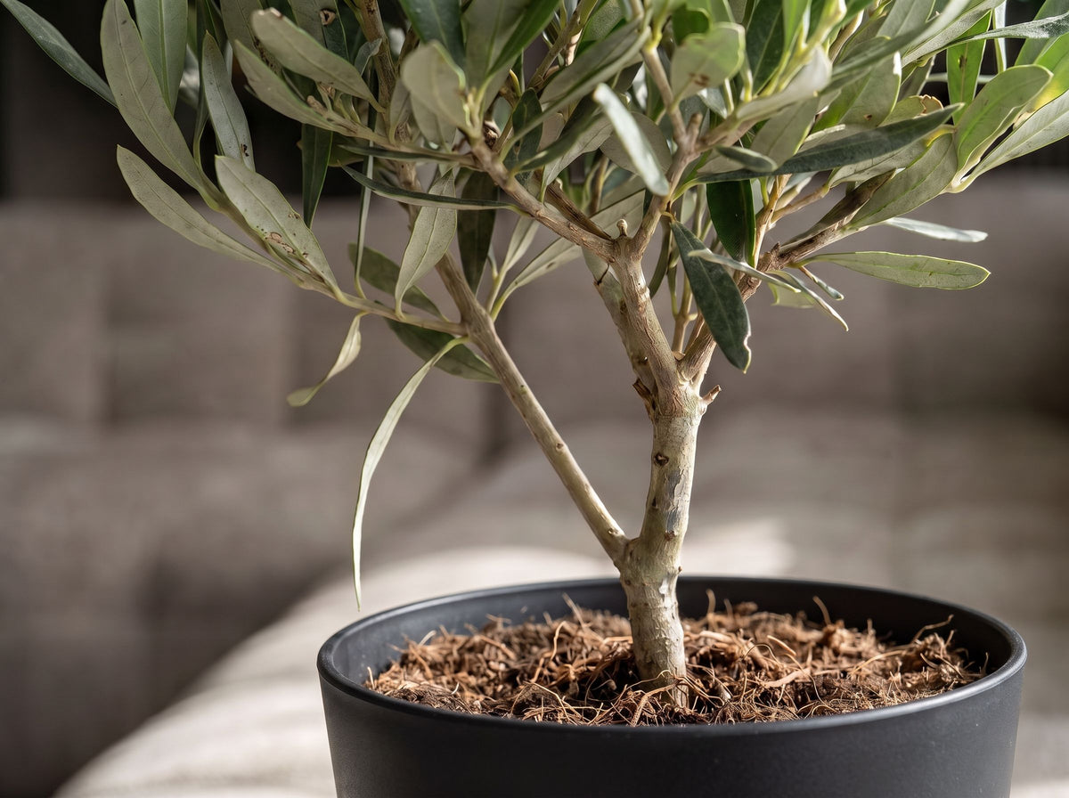 Olea baby Olijf in Nova Noir
