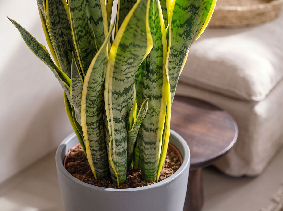 Sansevieria Trifasciata Laurentii in Marlow Antraciet