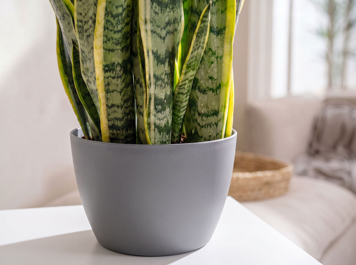 Sansevieria Trifasciata Laurentii in Marlow Antraciet