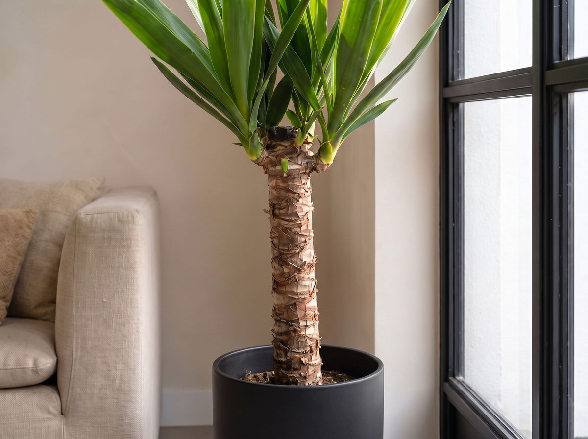 Yucca elephantipes in Celine Antraciet
